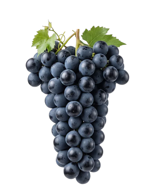 Bunch of Black Magic grapes, a black seeded variety