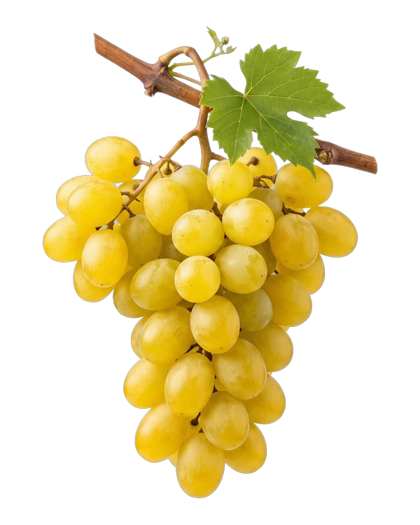 Bunch of Italia grapes, a white seeded variety