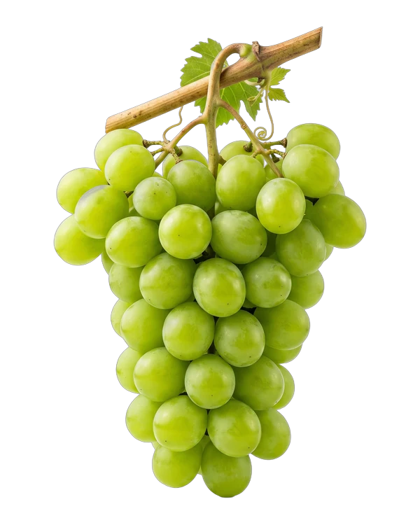 Bunch of Sweet Globe grapes, a white seedless variety