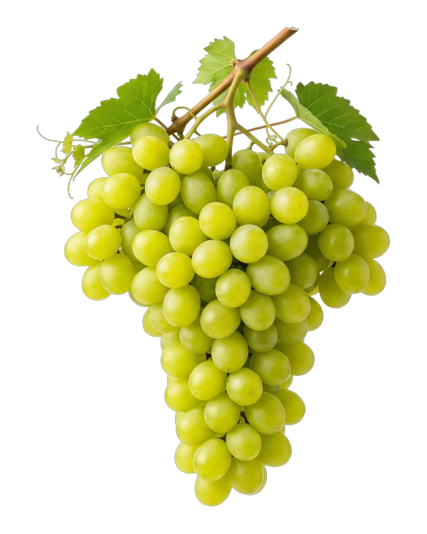 Bunch of Victoria grapes, a white seeded variety